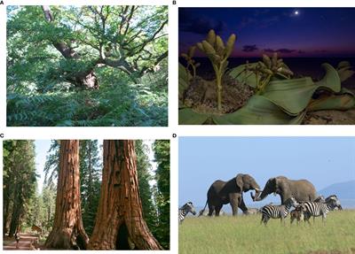 Plant communities and food webs